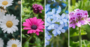 Spring and Flowers: Nature’s Grand Revival